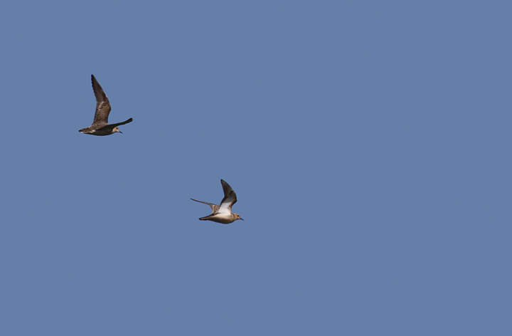 In flight with two Pectoral Sandpipers. The Buffies are the second and fourth birds from the left. In second image, both are Buff-breasted Sandpipers. Photo by Bill Hubick.