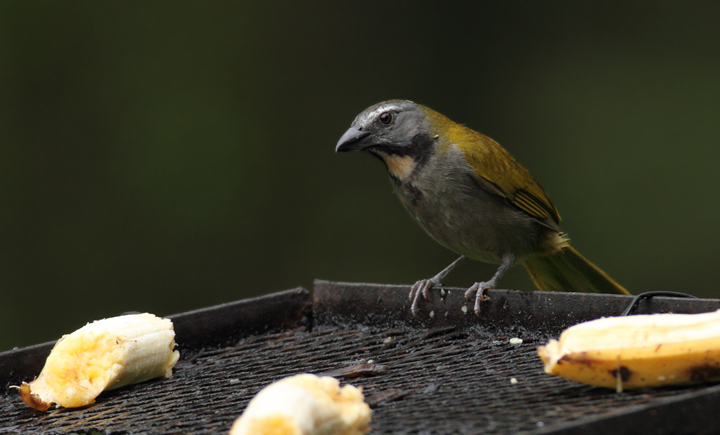 A Buff-throated Saltator near El Valle, Panama (7/12/2010). Photo by Bill Hubick.