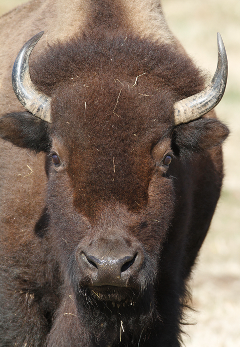 A domestic buffalo in St. Mary's Co., Maryland (1/3/2010). Photo by Bill Hubick.