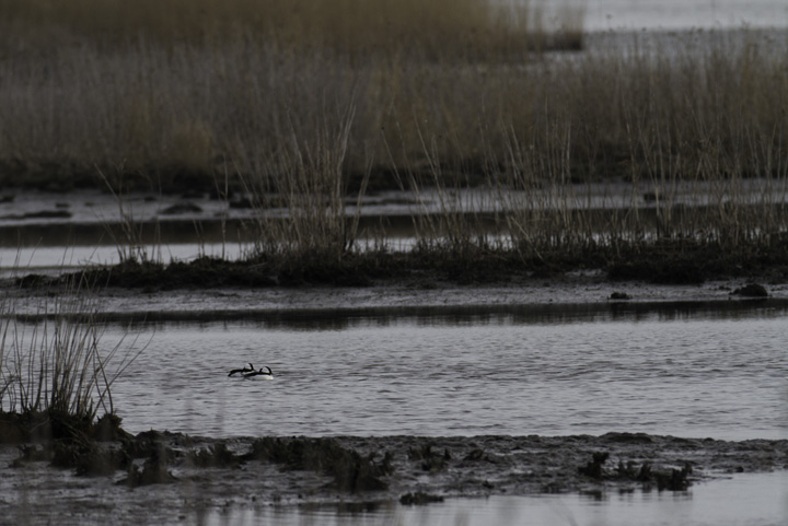 Tanyard Marsh was an unusual location to find three Bufflehead. Migration is cool. Photo by Bill Hubick.