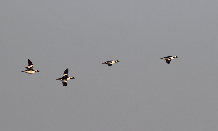 Buffleheads in flight just after dawn at Eastern Neck NWR, Maryland (11/22/2009).