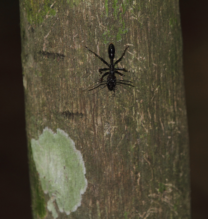 Bullet Ants in the Nusagandi area of Panama (July 2010). In this area, you had to be careful about handholds in the drier parts of the rainforest. A bite from one of these huge ants is supposed to hurt as badly as being shot! Photo by Bill Hubick.