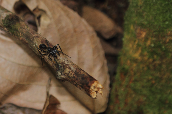 Bullet Ants in the Nusagandi area of Panama (July 2010). In this area, you had to be careful about handholds in the drier parts of the rainforest. A bite from one of these huge ants is supposed to hurt as badly as being shot! Photo by Bill Hubick.