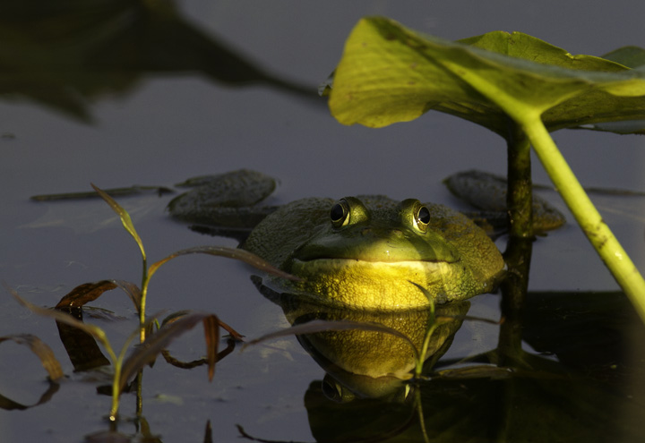 Epic sumo matches between Bullfrogs in Montgomery Co., Maryland (5/4/2011). Photo by Bill Hubick.