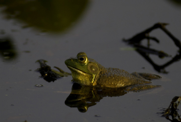 Epic sumo matches between Bullfrogs in Montgomery Co., Maryland (5/4/2011). Photo by Bill Hubick.