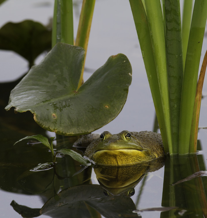 Epic sumo matches between Bullfrogs in Montgomery Co., Maryland (5/4/2011). Photo by Bill Hubick.