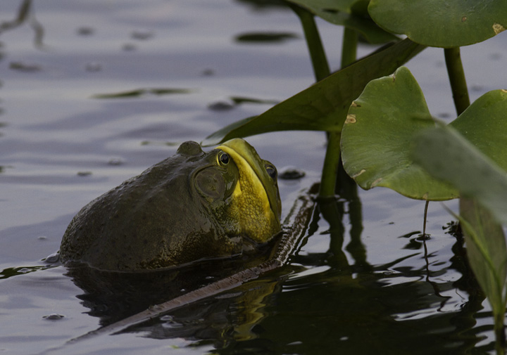 Epic sumo matches between Bullfrogs in Montgomery Co., Maryland (5/4/2011). Photo by Bill Hubick.