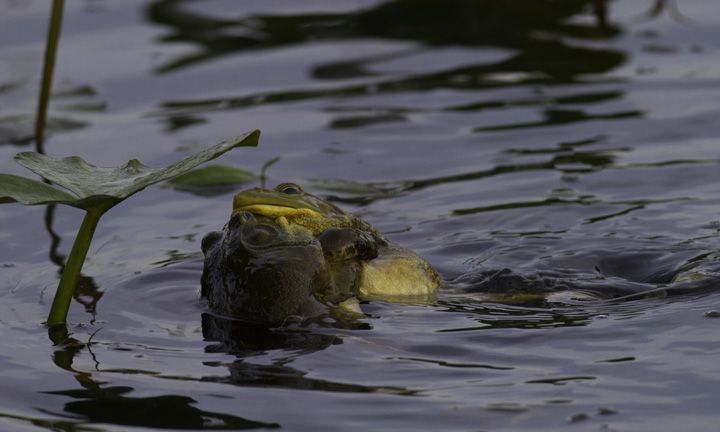 Epic sumo matches between Bullfrogs in Montgomery Co., Maryland (5/4/2011). Photo by Bill Hubick.