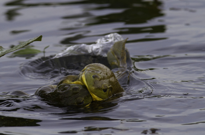 Epic sumo matches between Bullfrogs in Montgomery Co., Maryland (5/4/2011). Photo by Bill Hubick.