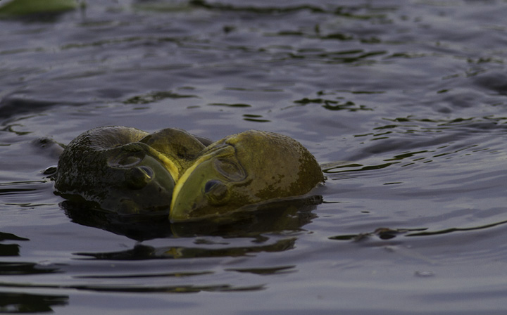 Epic sumo matches between Bullfrogs in Montgomery Co., Maryland (5/4/2011). Photo by Bill Hubick.