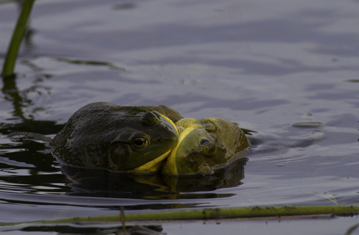 Epic sumo matches between Bullfrogs in Montgomery Co., Maryland (5/4/2011). Photo by Bill Hubick.