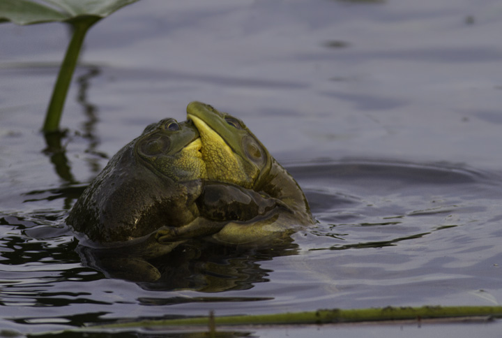 Epic sumo matches between Bullfrogs in Montgomery Co., Maryland (5/4/2011). Photo by Bill Hubick.