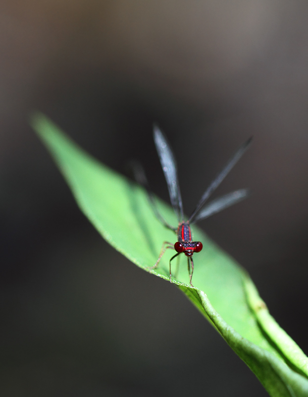 A rare and local species in Maryland, the Burgundy Bluet (Caroline Co., Maryland, 6/27/2010). Photo by Bill Hubick.