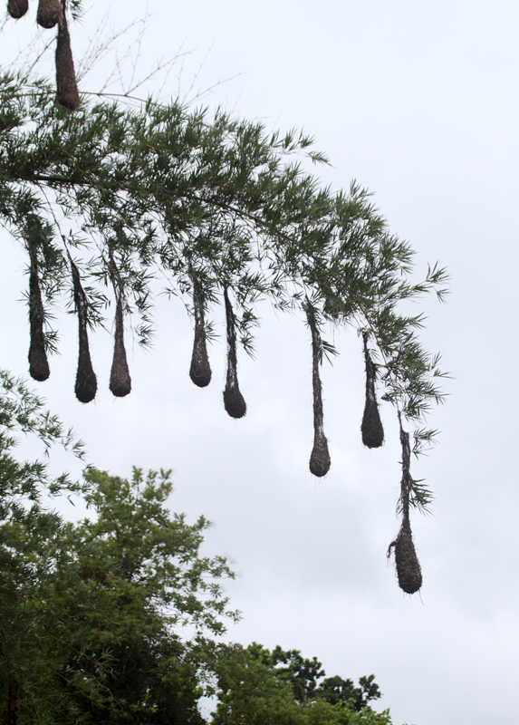 Cacique nests near El Valle, Panama (7/12/2010). Photo by Bill Hubick.