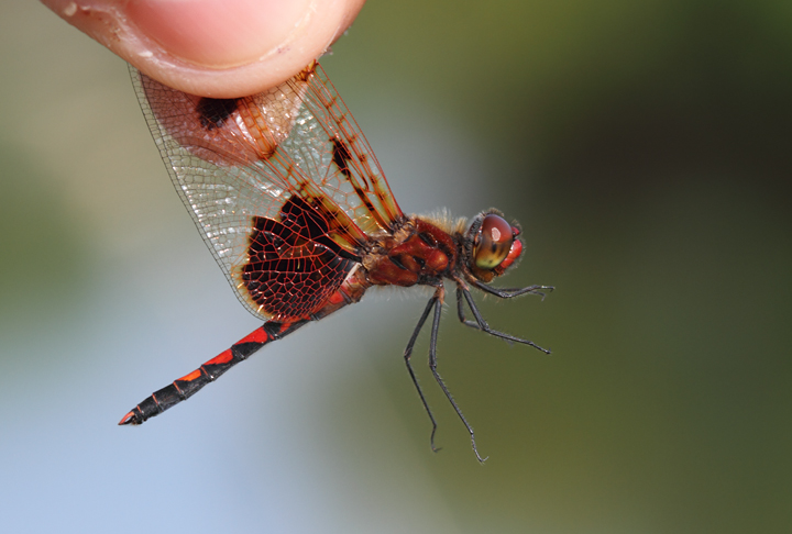 A Calico Pennant in Charles Co., Maryland (6/6/2010). Photo by Bill Hubick.