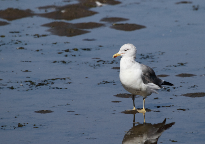 A California Gull at Chrissy Field, San Francisco, California (9/25/2010). Photo by Bill Hubick.