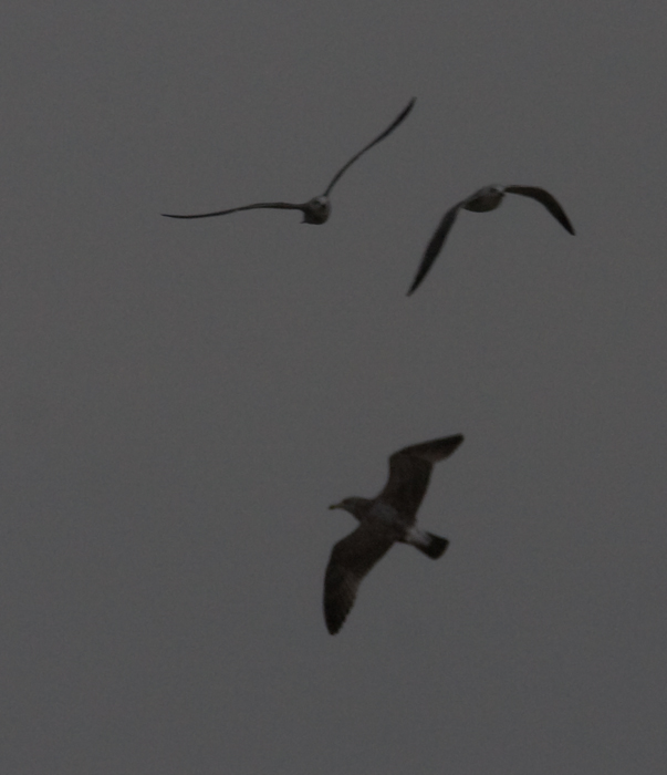 A California Gull candidate at Salisbury, Wicomico Co., Maryland (10/24/2009). 
It was taken from well over 100 yards away, hand-held at 600mm with a 1.4 teleconverter, in the rain, 
against an overcast sky. Note the bird's dark mantle, dark primaries, dark secondary bars, and nearly 
non-existent window in the flight feathers. It appears long-winged and long-billed. 
The upper tail is clean, bright white, and in the field stood out even more brightly, 
especially during our first view before the rain picked up. The black tail band is wide and 
complete. These field marks would seem to support a California Gull molting into its second-winter plumage. Others 
have expressed concern over structure, feeling that it is more in line with Herring Gull. The photo was not edited except to crop it and remove a couple water droplets from the background. Click to view the full-size image.