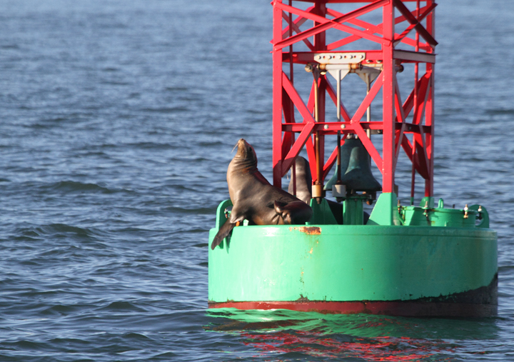 A California Sea Lion roosting on San Francisco Bay (9/24/2010). Photo by Bill Hubick.