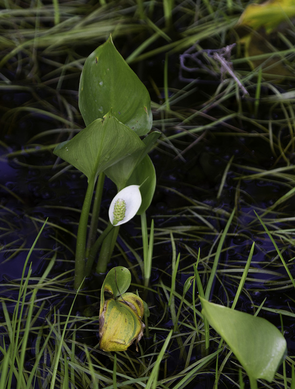 Calla Lily in Garrett Co., Maryland (6/11/2011). Photo by Bill Hubick.