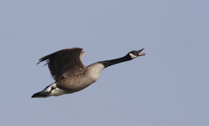 I dug through the archives a bit while my Internet was out - Canada Geese in flight while kayaking near Fort Smallwood, Maryland (4/4/2010). Photo by Bill Hubick.