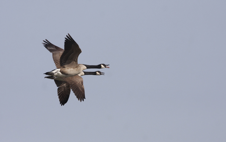 I dug through the archives a bit while my Internet was out - Canada Geese in flight while kayaking near Fort Smallwood, Maryland (4/4/2010). Photo by Bill Hubick.