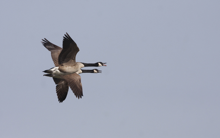 Canada Geese in flight while kayaking near Fort Smallwood, Maryland (4/4/2010). Photo by Bill Hubick.