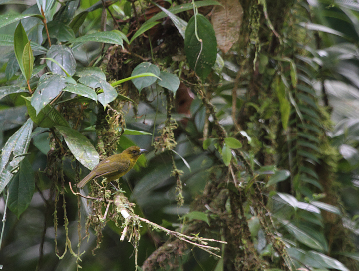 A Carmiol's Tanager (Olive Tanager) in the Nusagandi area (Panama, July 2010). Photo by Bill Hubick.