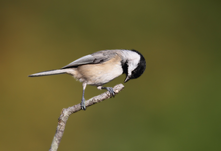 A lesson in thoroughness. Is there any food at the end of this tiny twig?  Maybe... Photo by Bill Hubick.