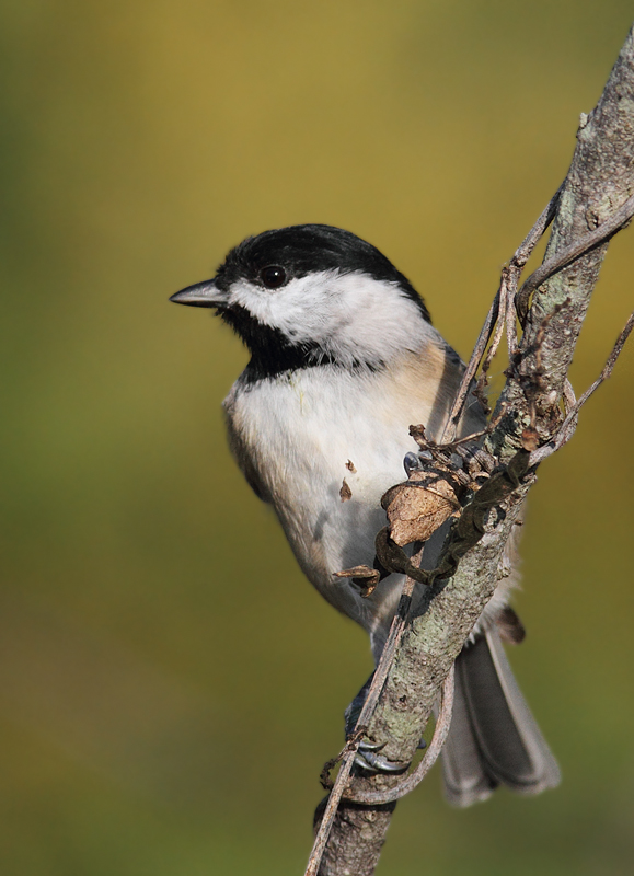 A Carolina Chickadee in Somerset Co., Maryland (10/10/10). Photo by Bill Hubick.