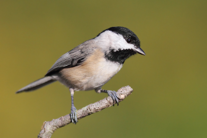 A Carolina Chickadee in Somerset Co., Maryland (10/10/10). Photo by Bill Hubick.