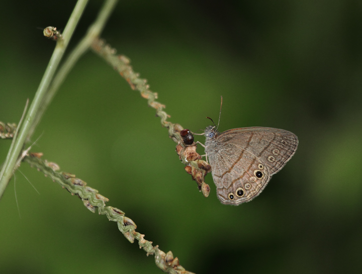 A presumed Carolina Satyr near El Valle, Panama (7/11/2010). I wasn't aware that this species occurred so far south, but apparently that's how they're being ID'd in the field down there. Photo by Bill Hubick.