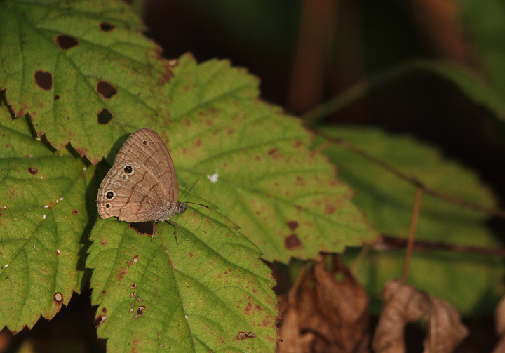 An unexpected Carolina Satyr in St. Mary's Co., Maryland (8/7/2010). A great spot by Jim Stasz, this species is very localized in Maryland and is one of very few records for the county to date. Photo by Bill Hubick.