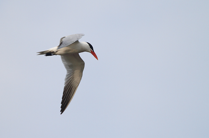 Caspian Terns return to Elkton Marsh, Maryland (8/3/2010). First image shows a very young juvenile on its first trip south. Photo by Bill Hubick.