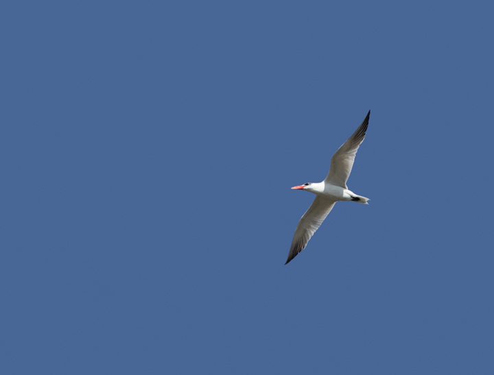 A Caspian Tern flies over the Big Sit at Bayside, Assateague Island (10/10/10). Photo by Bill Hubick.