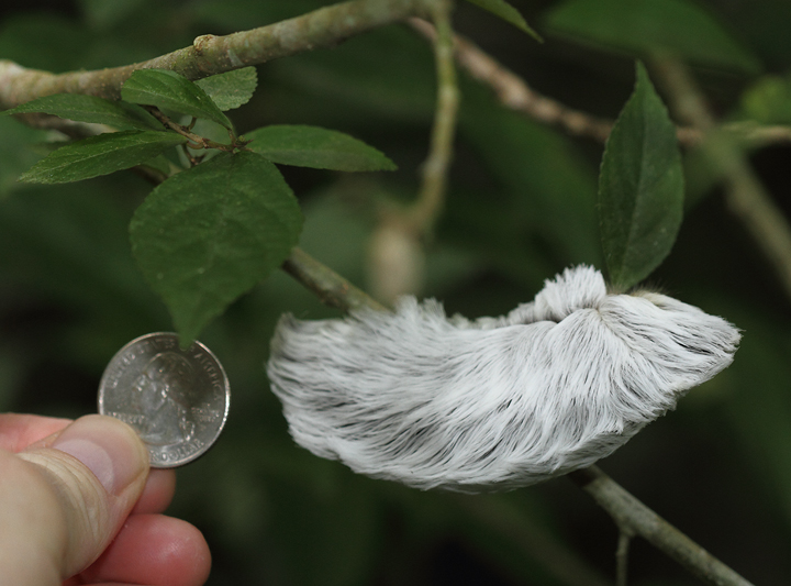 A very large caterpillar in the rainforest near Canopy Tower, Panama (July 2010). Photo by Bill Hubick.