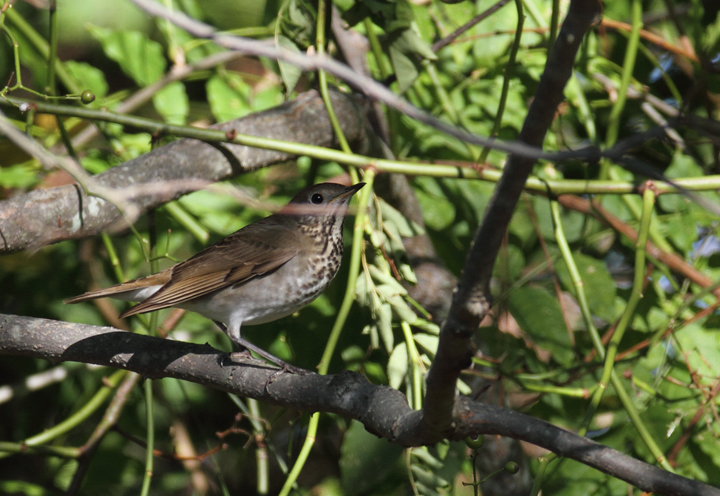 A Gray-cheeked Thrush, probably <em>C. M. minimus</em>, exhibiting plumage on the extreme end for warm, rufous coloration for Gray-cheeked Thrush - Point Lookout SP, Maryland (10/2/2010). This individual demonstrates the need for extreme care in identifying Bicknell's Thrush, especially via plumage details.  Differences in voice, although subtle as well, are more reliable.  Details that support the ID as Gray-cheeked include the following: Primary projection beyond tertials is greater than the extension of tertials beyond coverts (ratio should be opposite in Bicknell's); subtleties in structure (should be shorter-winged, rounder-headed); apparent ashy cast to the back. Michael O'Brien noted that the primary spacing seems to be in the intermediate zone between Gray-cheeked and Bicknell's and that the warm tones in the tail seem outside the range of our (<em>alicae</em>) Gray-cheekeds. Many thanks to Paul and Michael O'Brien for weighing in on this bird. Photo by Bill Hubick.