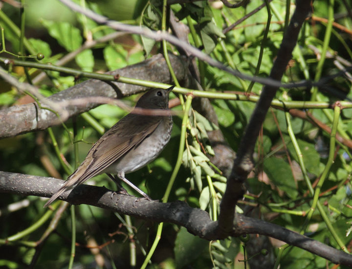 A Gray-cheeked Thrush, probably <em>C. M. minimus</em>, exhibiting plumage on the extreme end for warm, rufous coloration for Gray-cheeked Thrush - Point Lookout SP, Maryland (10/2/2010). This individual demonstrates the need for extreme care in identifying Bicknell's Thrush, especially via plumage details.  Differences in voice, although subtle as well, are more reliable.  Details that support the ID as Gray-cheeked include the following: Primary projection beyond tertials is greater than the extension of tertials beyond coverts (ratio should be opposite in Bicknell's); subtleties in structure (should be shorter-winged, rounder-headed); apparent ashy cast to the back. Michael O'Brien noted that the primary spacing seems to be in the intermediate zone between Gray-cheeked and Bicknell's and that the warm tones in the tail seem outside the range of our (<em>alicae</em>) Gray-cheekeds. Many thanks to Paul and Michael O'Brien for weighing in on this bird. Photo by Bill Hubick.