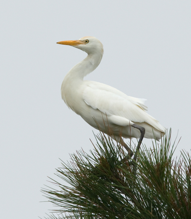 A Cattle Egret on Assateague Island, Maryland (9/25/2009).