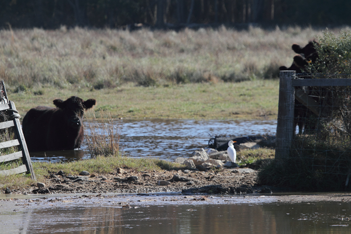 Cattle Egrets lingering in southern Maryland - <br />Long Neck Road, St. Mary's Co. (11/20/2010) and Benedict, Charles Co. (11/21/2010). Photo by Bill Hubick.