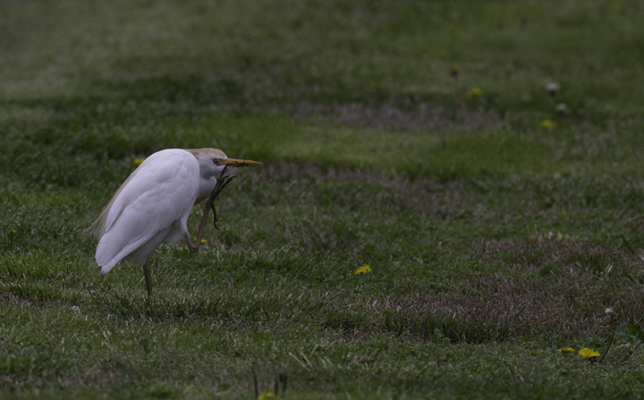 A Cattle Egret near Whitehaven Ferry in Wicomico Co., Maryland (4/16/2011). Photo by Bill Hubick.