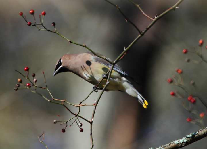 A Cedar Waxwing feeding on berries in western Cecil Co., Maryland (11/7/2010). Photo by Bill Hubick.