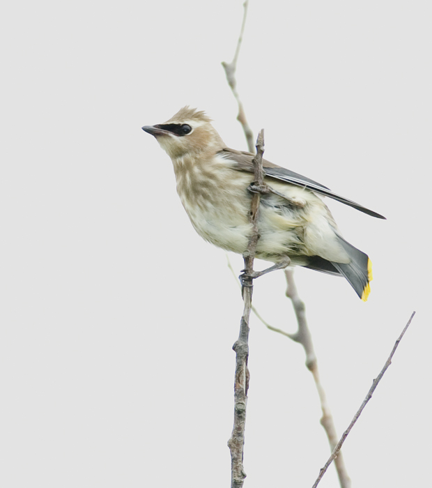 Juvenile Cedar Waxwing