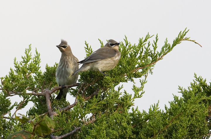 Juvenile Cedar Waxwings