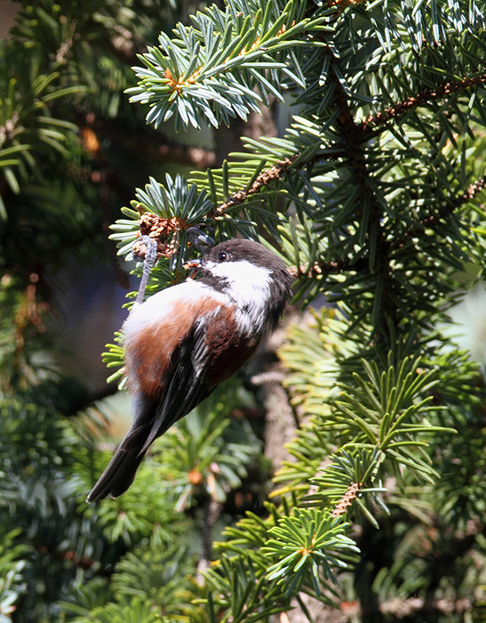 Chestnut-backed Chickadees foraging near the beach at Ecola State Park, Oregon (9/3/2010). Photo by Bill Hubick.