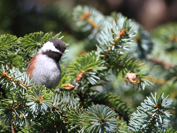 Chestnut-backed Chickadees foraging near the beach at Ecola State Park, Oregon (9/3/2010). Photo by Bill Hubick.