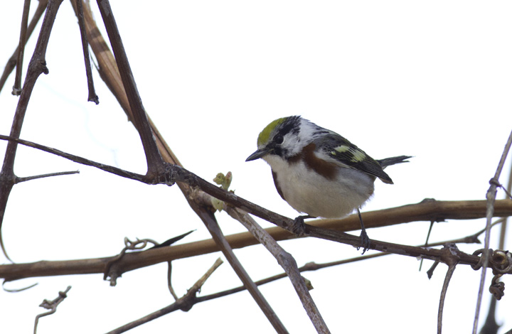 A stunning adult male Chestnut-sided Warbler in Green Ridge State Forest, Maryland (4/30/2011). Photo by Bill Hubick.