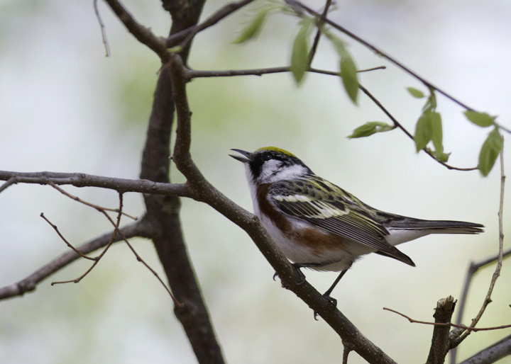A stunning adult male Chestnut-sided Warbler in Green Ridge State Forest, Maryland (4/30/2011). Photo by Bill Hubick.