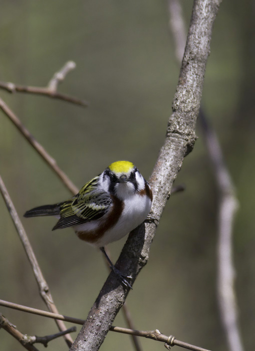 A stunning adult male Chestnut-sided Warbler in Green Ridge State Forest, Maryland (4/30/2011). Photo by Bill Hubick.