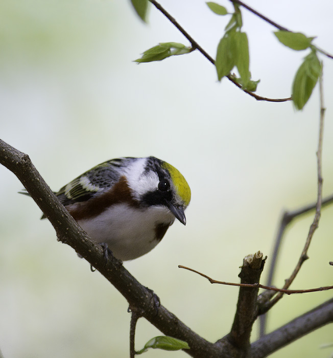 A stunning adult male Chestnut-sided Warbler in Green Ridge State Forest, Maryland (4/30/2011). Photo by Bill Hubick.