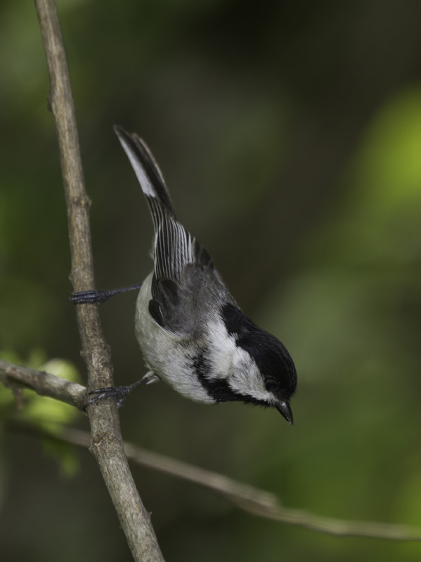 A freaky intergrade chickadee in western Washington Co., Maryland (6/4/2011). Note the messy bib, long tail, and white secondary edges that suggest Black-capped Chickadee, but the lack of white in the coverts and dirty white cheeks that are more supportive of Carolina. Its voice was intermediate in quality, tending more toward Black-capped.  Photo by Bill Hubick.